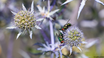 Flies on blue eryngo This nature photograph captures two flies resting on the distinctive spiky blooms of blue eryngo flowers, bathed in bright morning sunlight during the summer season. The close-up shot highlights the intricate structure of these plants and the vibrant coloration of the insects, emphasizing the interaction between flowers and insect life. The image showcases details of both the blue eryngo and surrounding plants, illustrating the richness of summer flora and the important role of insects within it. The photograph falls within the category of still life, focusing on the detailed aspects of flowers and insects found in natural environments.